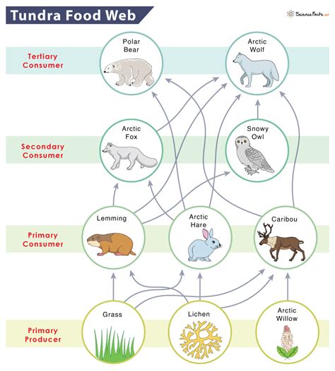 A food web (such as the tundra food web) illustrates the overlap between multiple different food chains and captures how each animal or plant interacts with every other. Tundra food web A tundra food web would begin with the various plant species (dry shrubs, and mosses, grasses and lichens) followed by the primary consumers (herbivores) such ... 